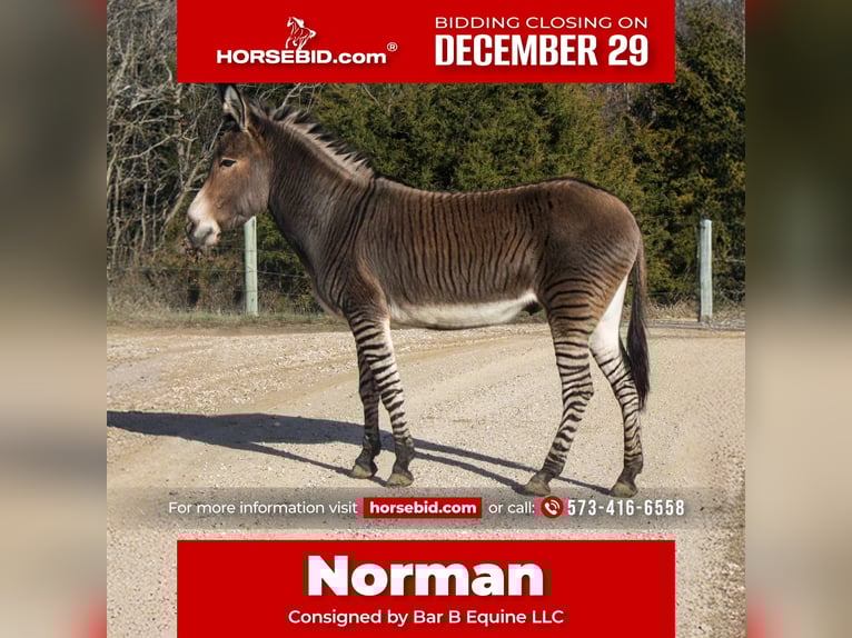 Donkey Mix Gelding 5 years 14 hh Bay in Owensville