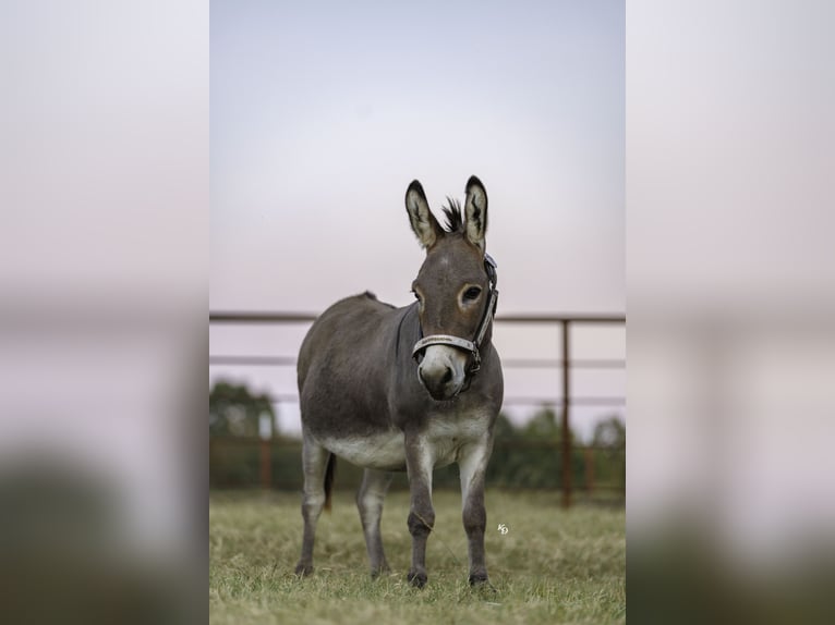 Donkey Gelding 5 years 8.2 hh Grey in Quitman