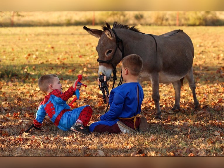 Donkey Gelding 5 years 8.2 hh Grey in Quitman