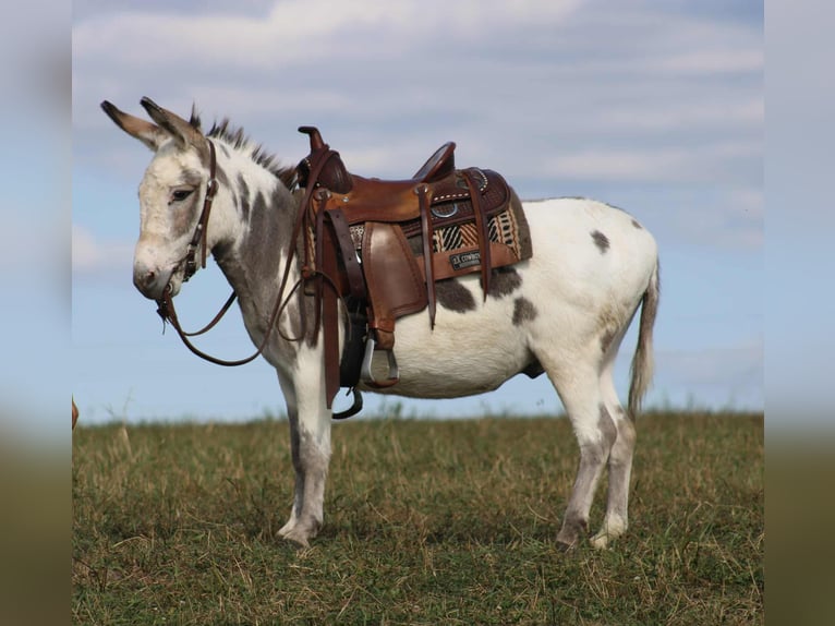 Donkey Gelding 7 years 10,1 hh in Rebersburg