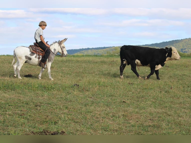 Donkey Gelding 7 years 10,1 hh in Rebersburg