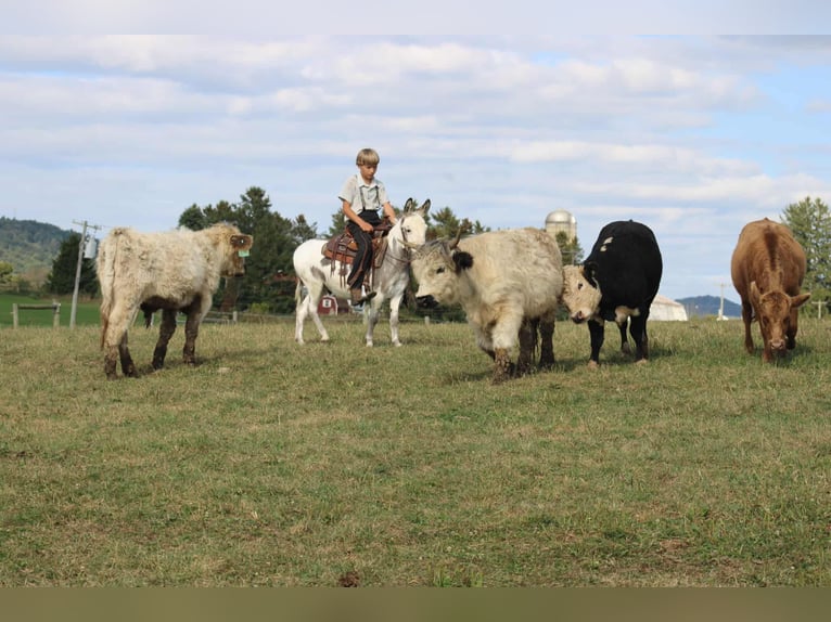 Donkey Gelding 7 years 10,1 hh in Rebersburg