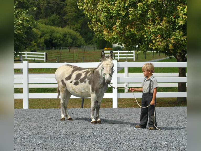 Donkey Gelding 7 years 10,1 hh in Rebersburg