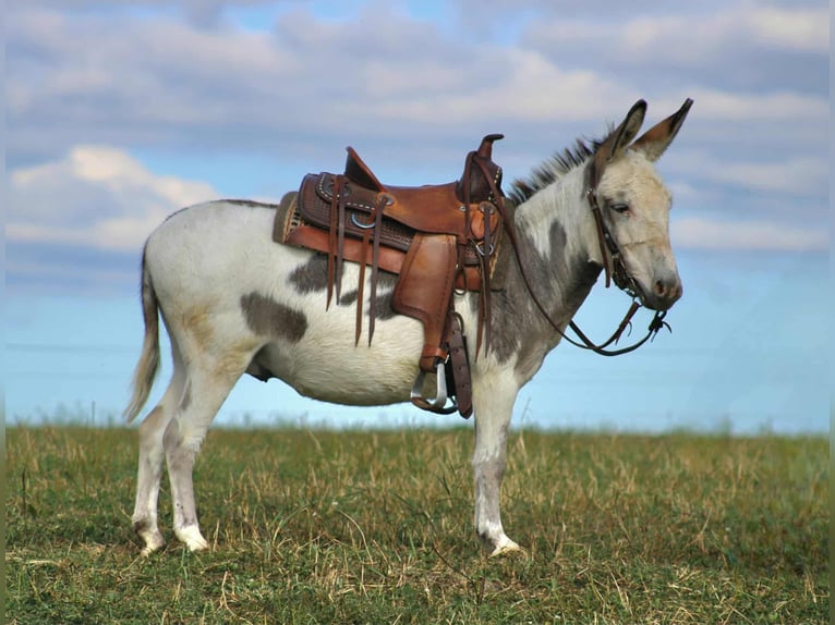 Donkey Gelding 8 years 10,1 hh in Rebersburg