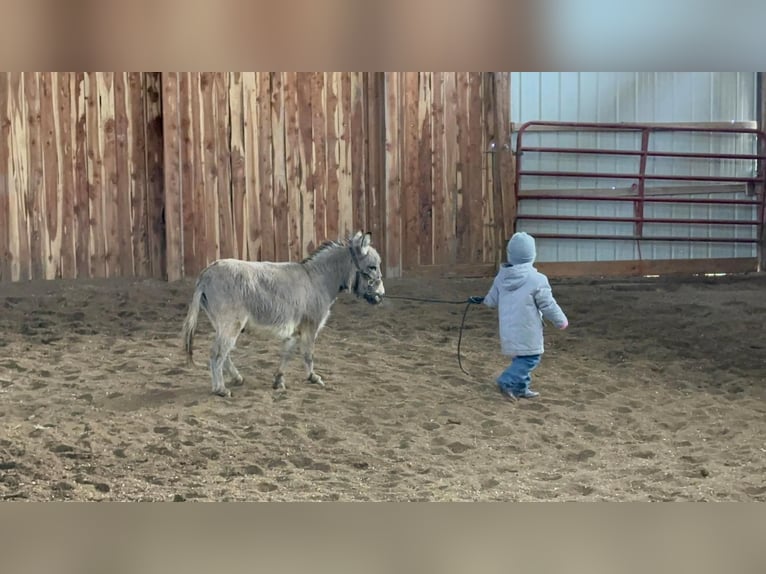 Donkey Gelding 9 years 8 hh Gray in Valley Springs, SD