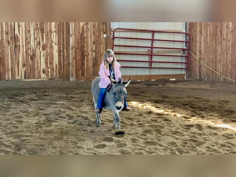 Donkey Gelding 9 years 8 hh Gray in Valley Springs, SD