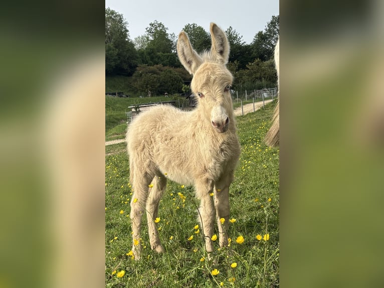 Donkey Gelding Foal (05/2026) 5.3 hh Palomino in Auvillars