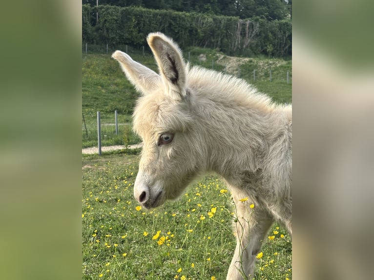 Donkey Gelding Foal (05/2026) 5.3 hh Palomino in Auvillars