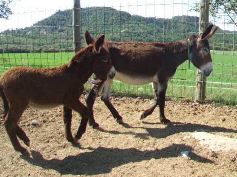 Donkey Mare 10 years 13,3 hh Black in BERGA, BARCELONA