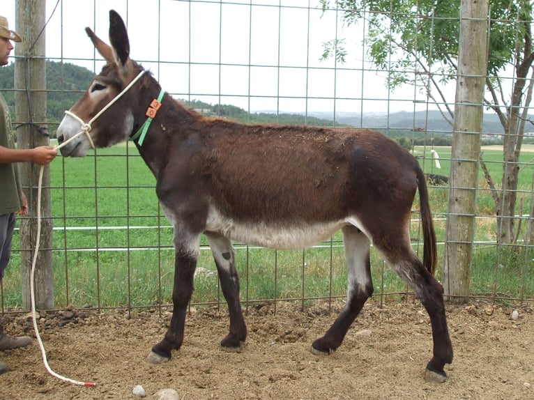 Donkey Mare 10 years 13,3 hh Black in BERGA, BARCELONA