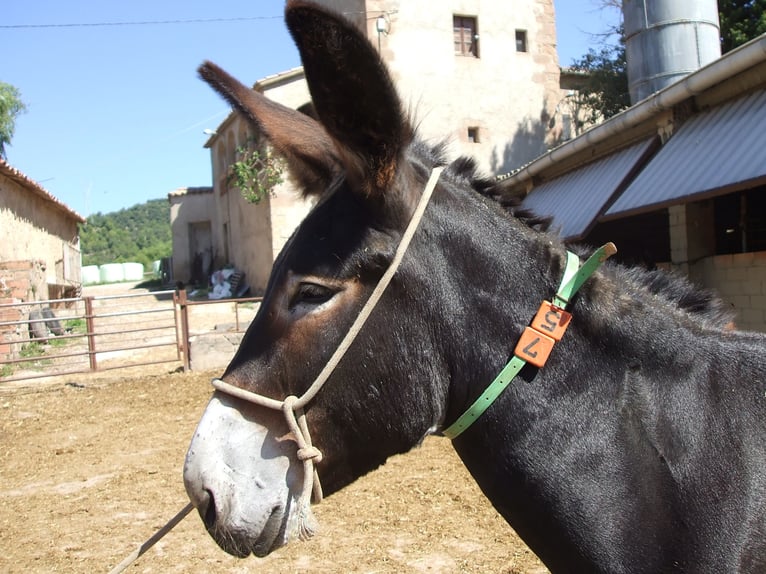 Donkey Mare 10 years 14,1 hh Black in BERGA, BARCELONA