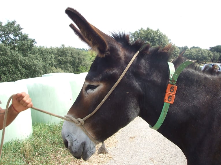 Donkey Mare 10 years 14,2 hh Black in BERGA, BARCELONA