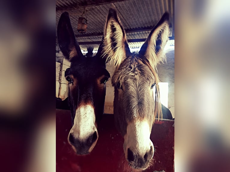 Donkey Mare 10 years in Chiclana de la Frontera