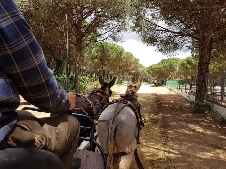 Donkey Mare 10 years in Chiclana de la Frontera