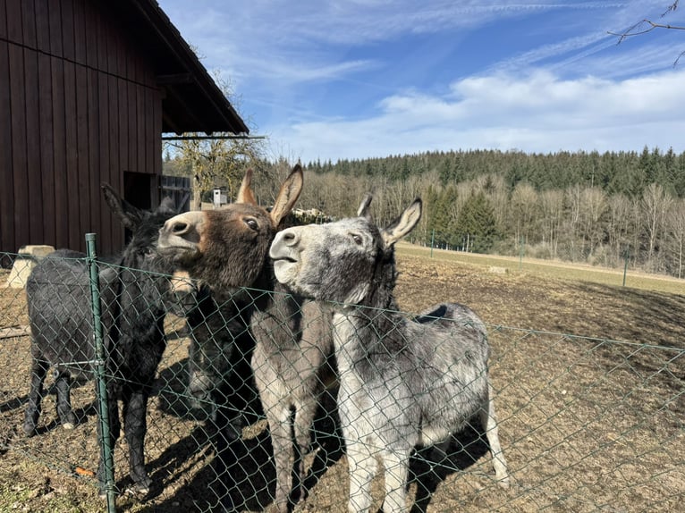 Donkey Mare 11 years 12,1 hh Brown-Light in P&#xF6;ttenheimAistersheim