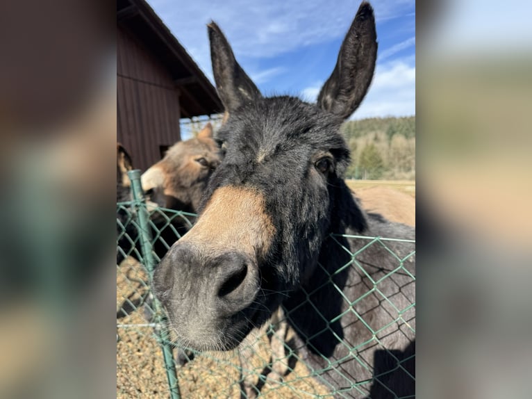 Donkey Mare 11 years 12,1 hh Brown-Light in P&#xF6;ttenheimAistersheim