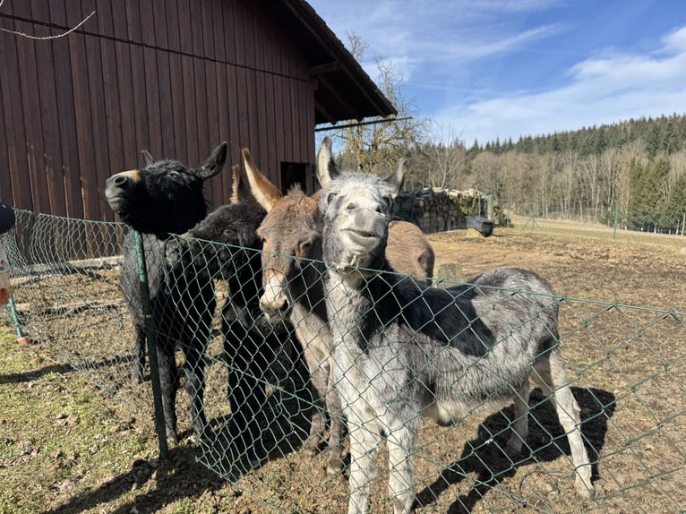 Donkey Mare 11 years 12,1 hh Brown-Light in P&#xF6;ttenheimAistersheim