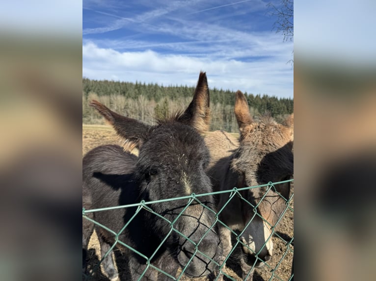 Donkey Mare 11 years 12,1 hh Brown-Light in P&#xF6;ttenheimAistersheim