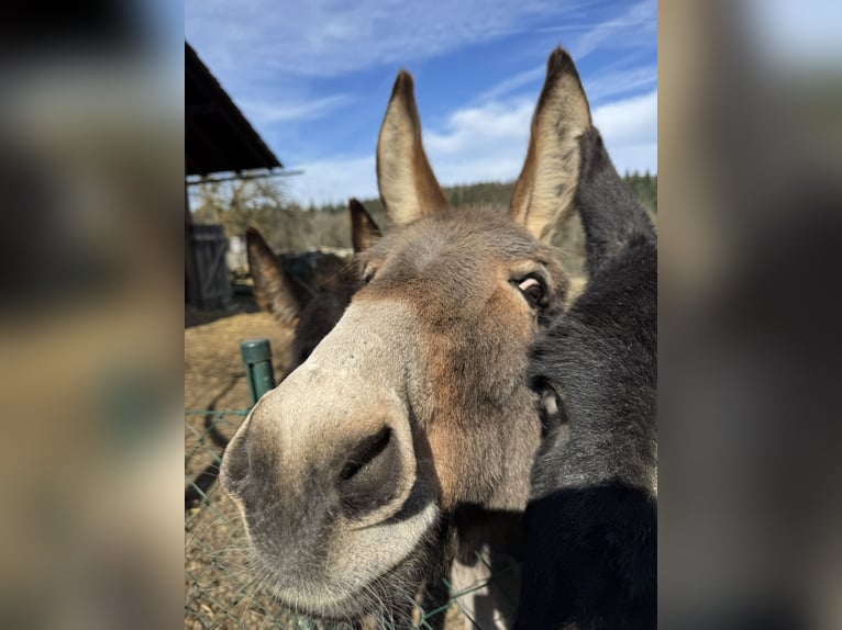 Donkey Mare 11 years 12,1 hh Brown-Light in P&#xF6;ttenheimAistersheim