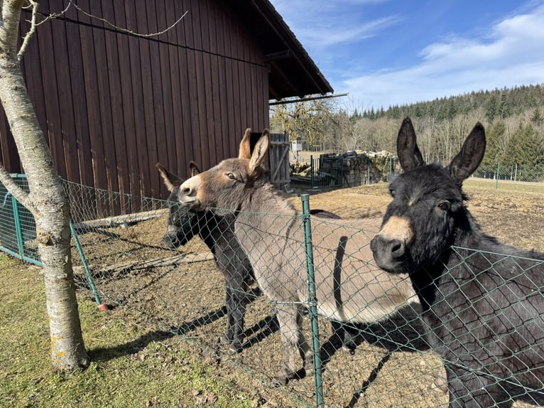 Donkey Mare 11 years 12,1 hh Brown-Light in P&#xF6;ttenheimAistersheim