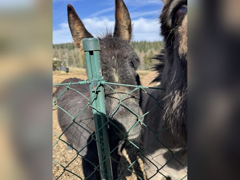 Donkey Mare 11 years 12,1 hh Brown-Light in P&#xF6;ttenheimAistersheim