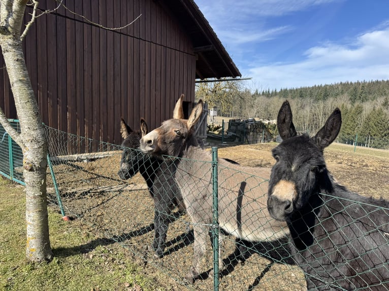 Donkey Mare 11 years 12,1 hh Brown-Light in P&#xF6;ttenheimAistersheim