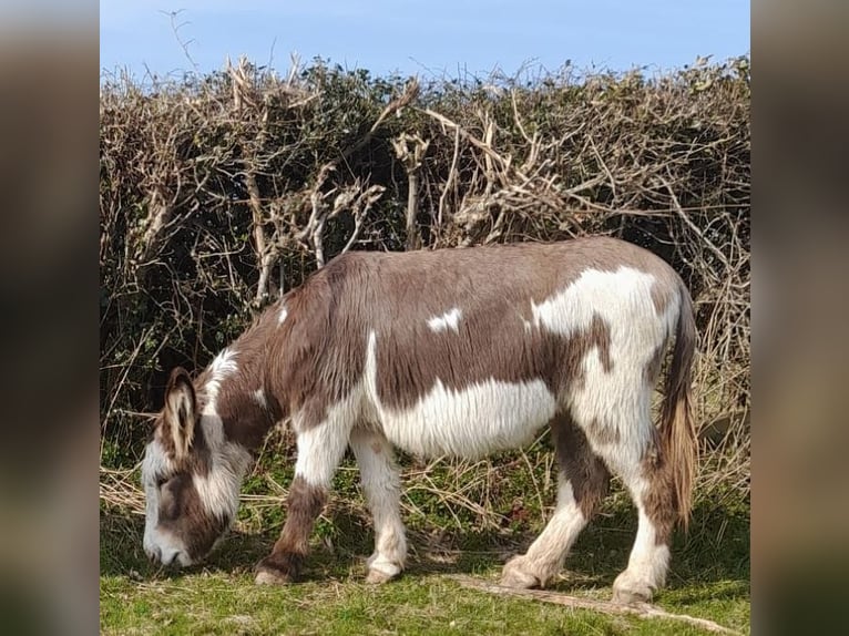 Donkey Mare 11 years 13,2 hh Tobiano-all-colors in Shrewsbury