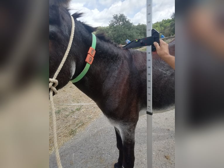 Donkey Mare 11 years 14,1 hh Black in BERGA, BARCELONA