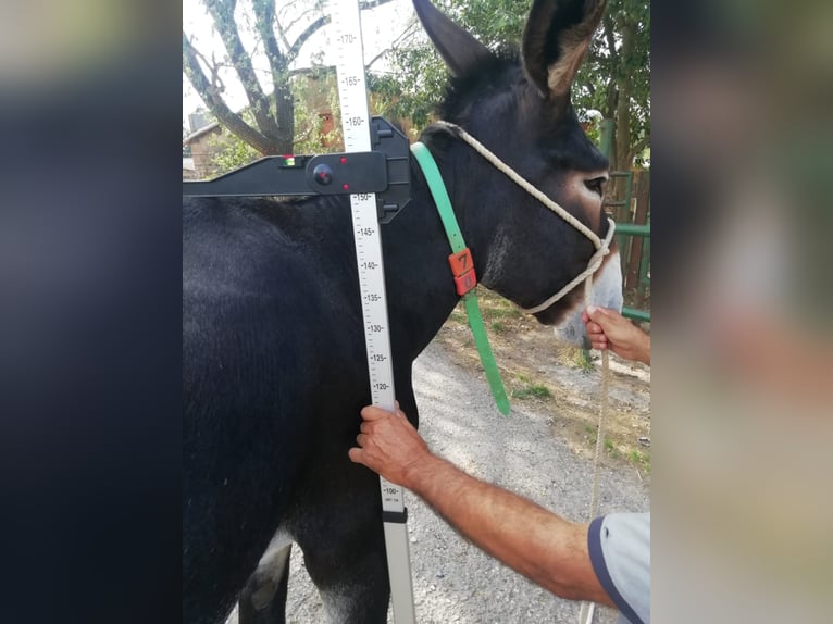 Donkey Mare 11 years 14,2 hh Black in BERGA, BARCELONA