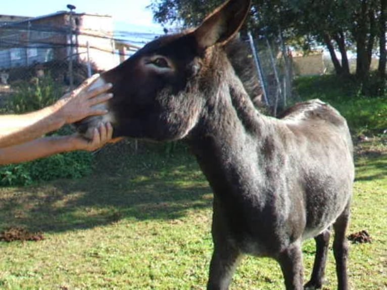 Donkey Mare 12 years 12,2 hh Black in BERGA, BARCELONA