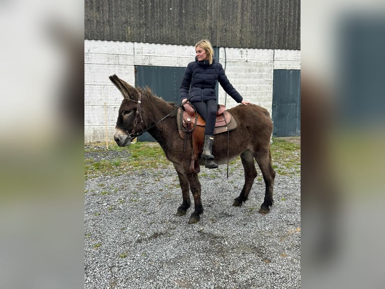 Donkey Mare 12 years 14,1 hh Brown in Linkenbach