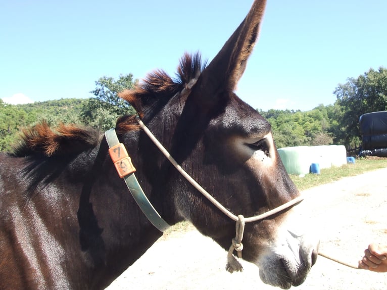 Donkey Mare 12 years 15,2 hh Black in BERGA, BARCELONA