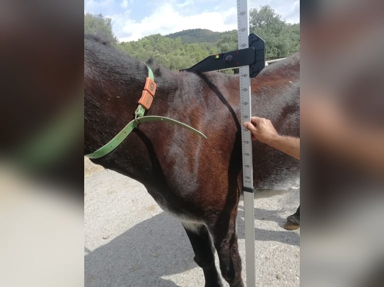 Donkey Mare 14 years 14,1 hh Black in BERGA, BARCELONA