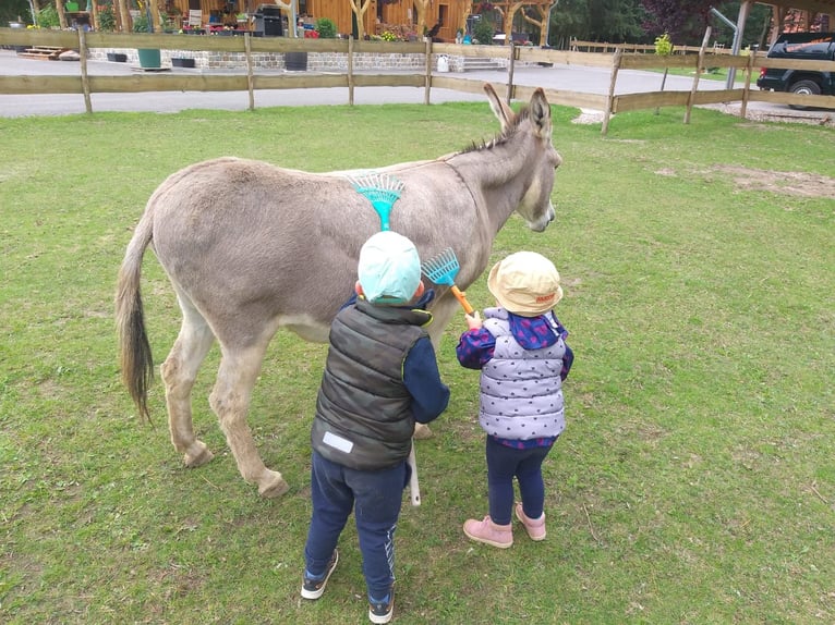 Donkey Mare 15 years 10,1 hh in Möckern