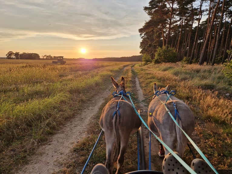 Donkey Mare 15 years 10,1 hh in Möckern