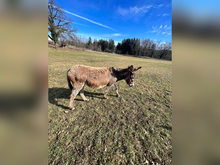 Donkey Mare 15 years 10,1 hh in PählPähl