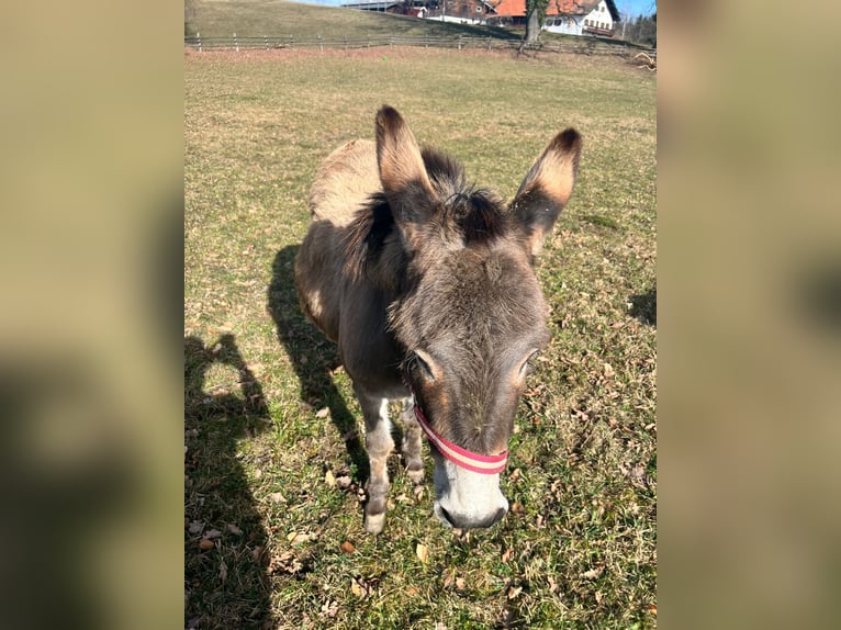 Donkey Mare 15 years 10,1 hh in PählPähl