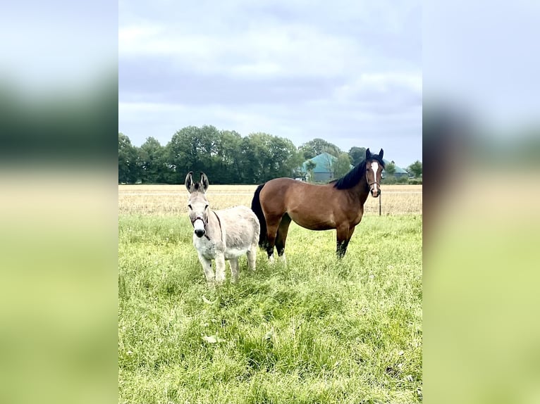 Donkey Mare 15 years 13,1 hh in D&#xF6;tlingen