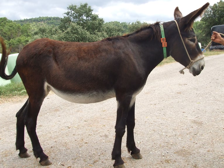 Donkey Mare 15 years 14,1 hh Black in BERGA, BARCELONA