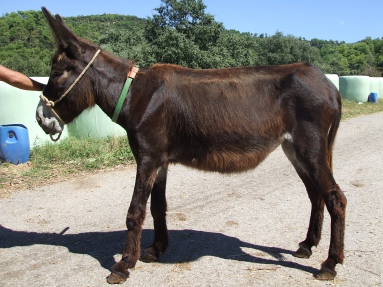 Donkey Mare 15 years 14 hh Black in BERGA, BARCELONA