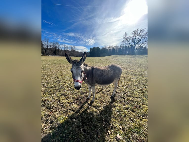 Donkey Mare 16 years 10,1 hh Gray-Dapple in Pähl