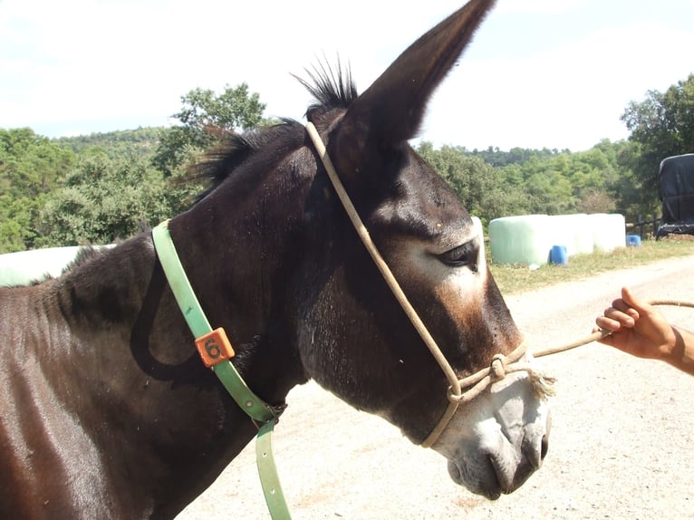 Donkey Mare 16 years 14,1 hh Black in BERGA, BARCELONA