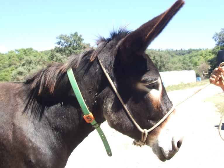 Donkey Mare 16 years 14,3 hh Black in BERGA, BARCELONA