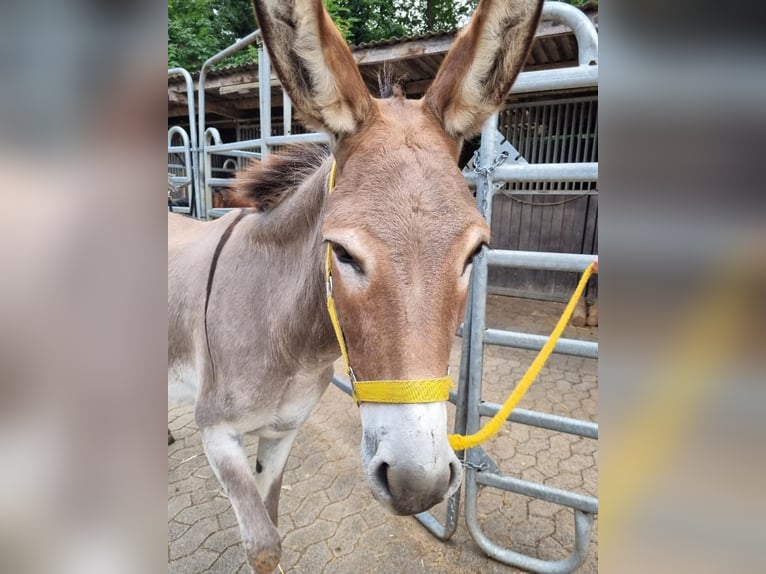 Donkey Mare 17 years 12 hh Dun in Euskirchen