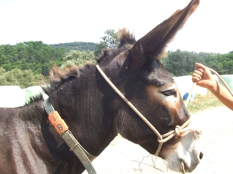 Donkey Mare 17 years 13,2 hh Black in BERGA, BARCELONA