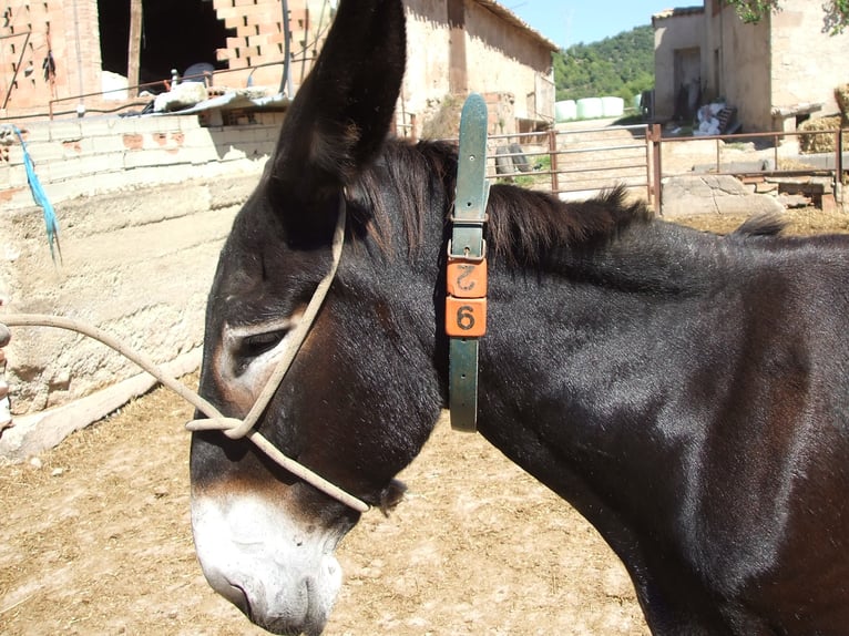 Donkey Mare 18 years 13,2 hh Black in BERGA, BARCELONA