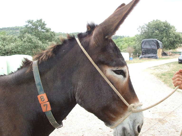 Donkey Mare 18 years 13,3 hh Black in BERGA, BARCELONA