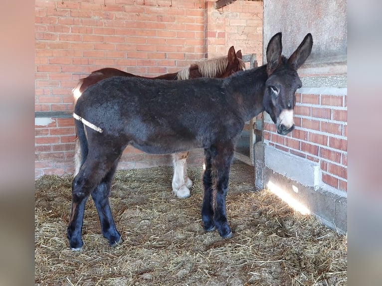 Donkey Mare 1 year 13,2 hh Black in BERGA, BARCELONA