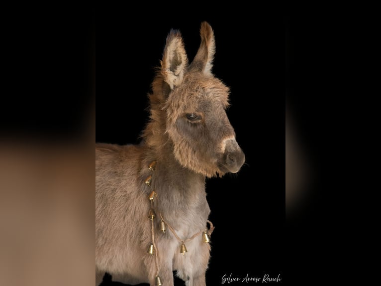 Donkey Mare 1 year 7 hh Gray in Berea