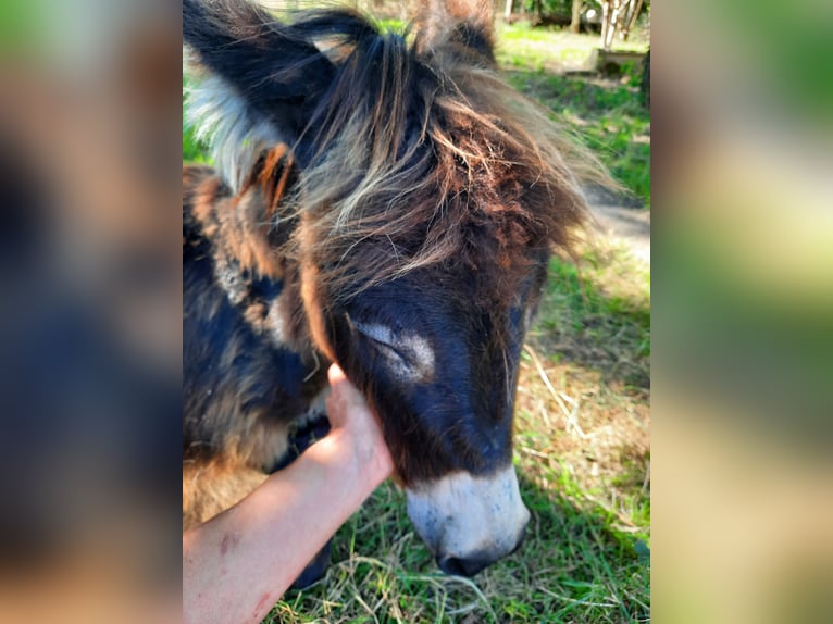 Donkey Mare 1 year 9.2 hh Bay-Dark in Kümmernitztal